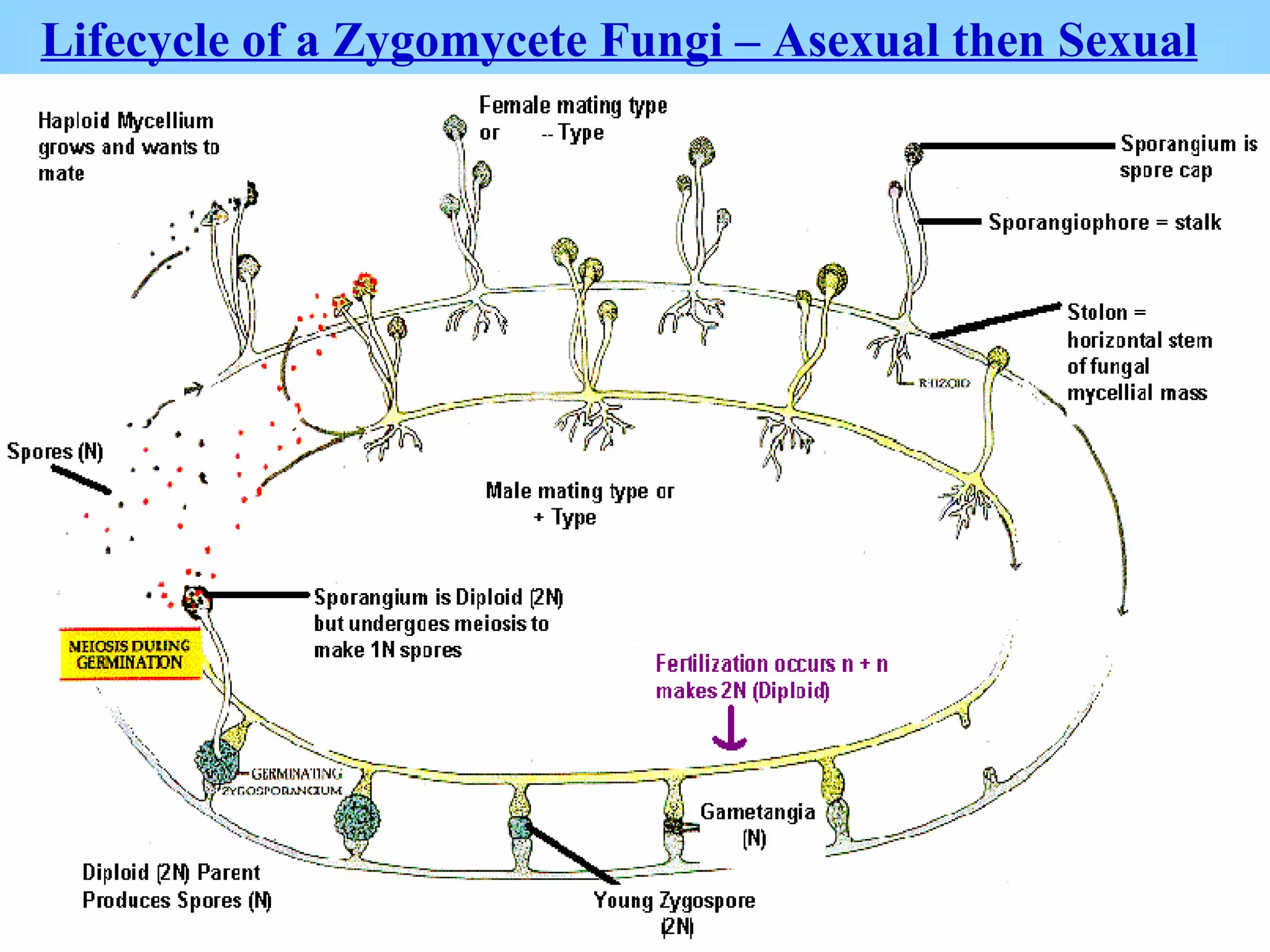 Lifecycle of a Zygomycete Fungi – Asexual then Sexual 