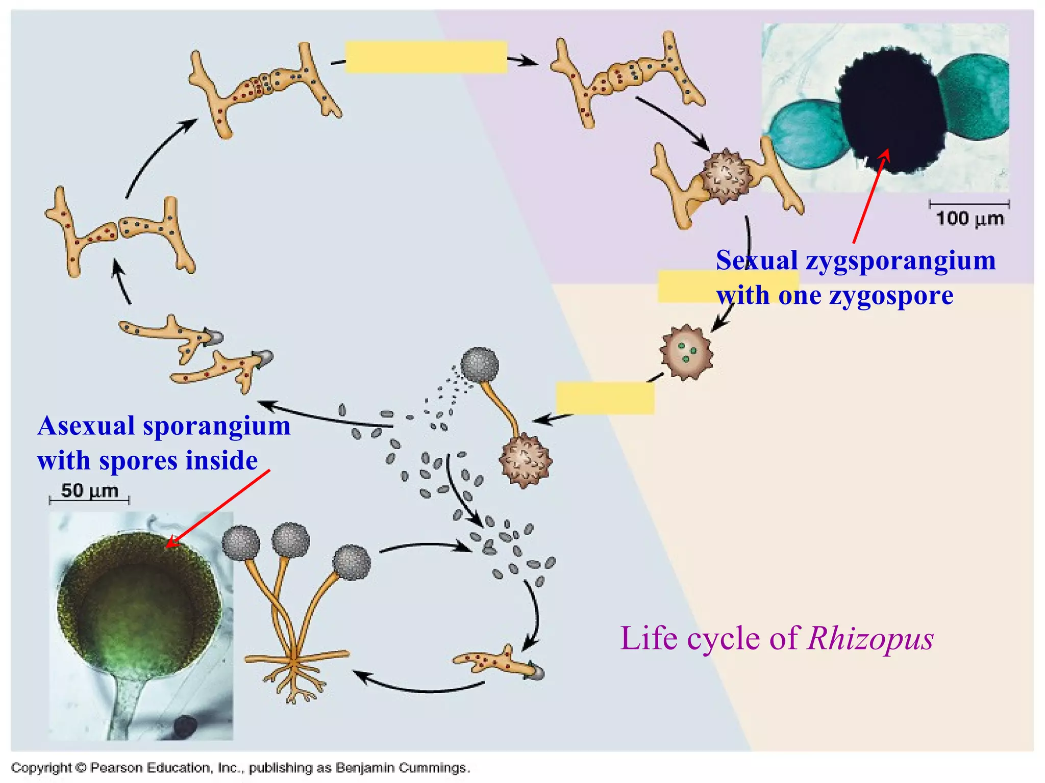 Life cycle of  Rhizopus Asexual sporangium with spores inside Sexual zygsporangium with one zygospore 