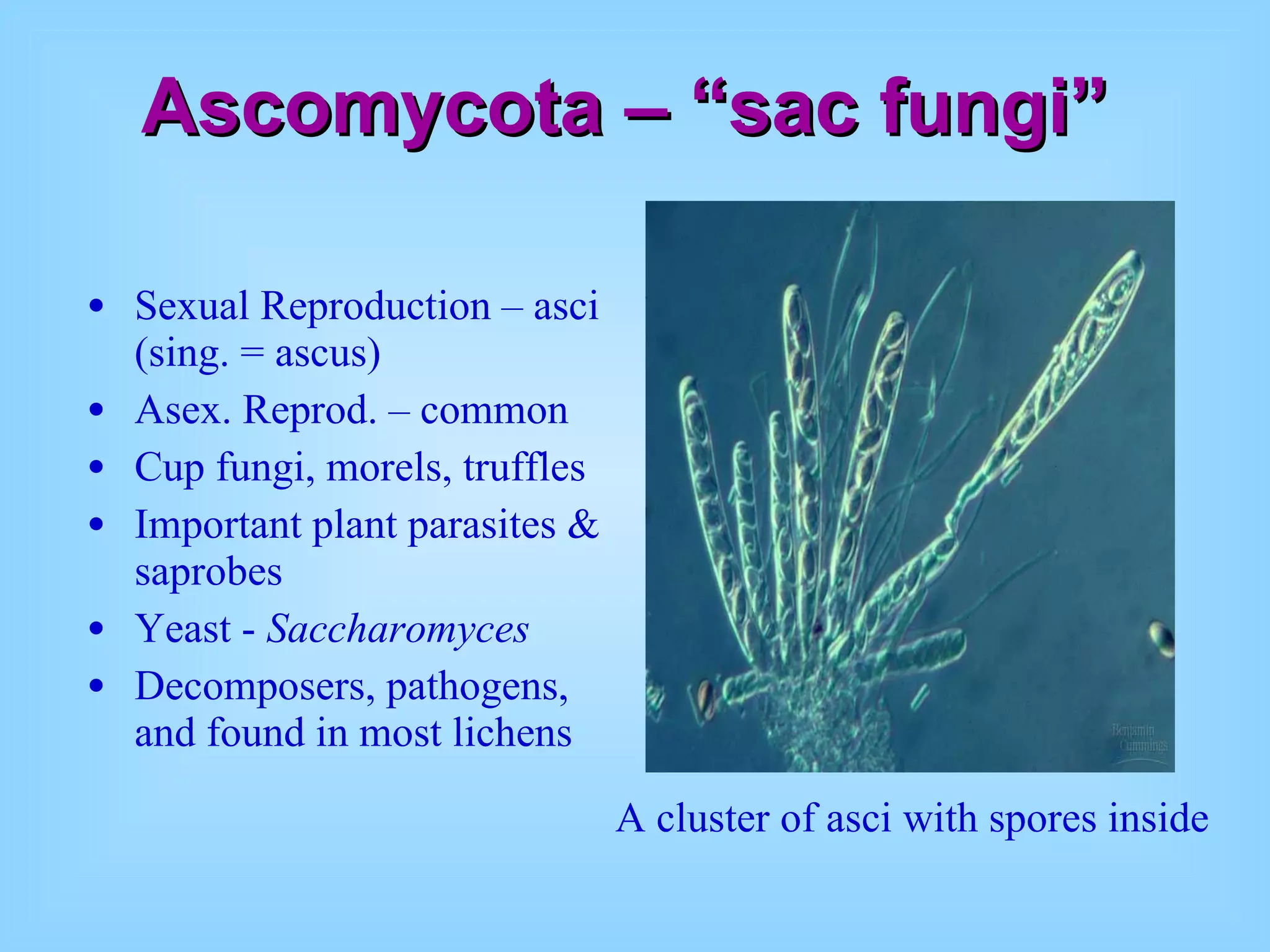 Ascomycota – “sac fungi” Sexual Reproduction – asci (sing. = ascus) Asex. Reprod. – common Cup fungi, morels, truffles Important plant parasites & saprobes Yeast -  Saccharomyces Decomposers, pathogens, and found in most lichens A cluster of asci with spores inside 