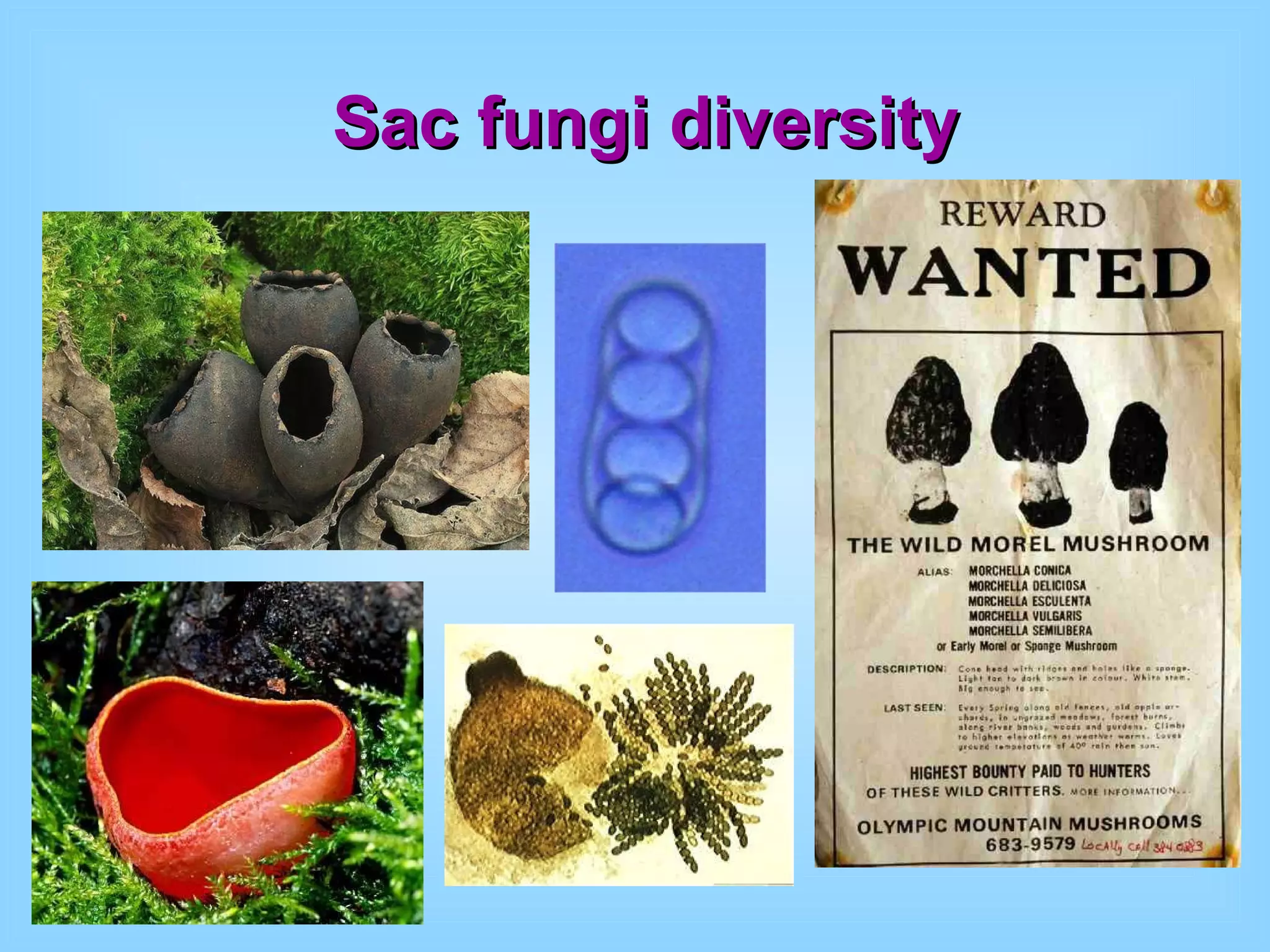 Sac fungi diversity 