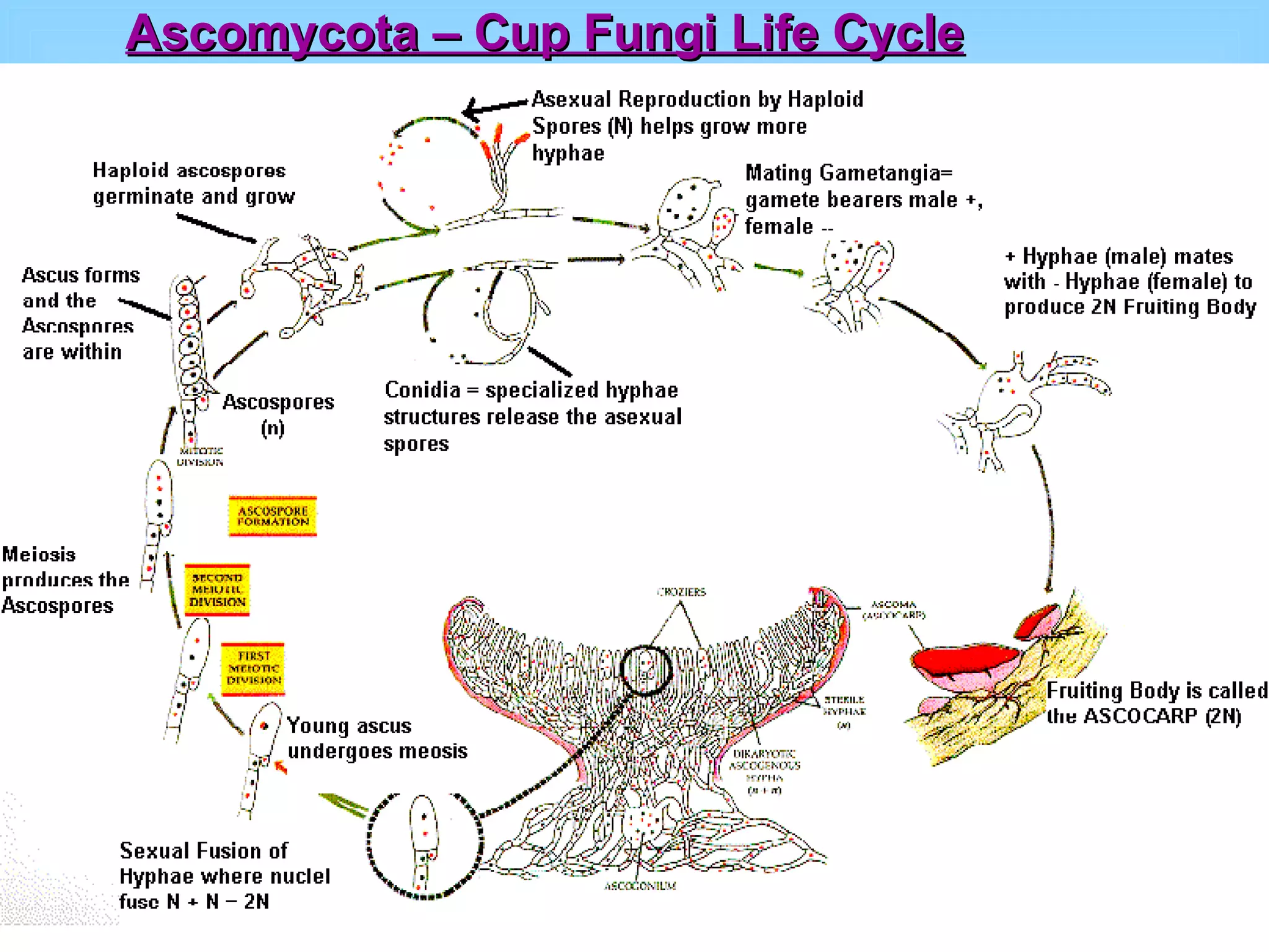 Ascomycota – Cup Fungi Life Cycle 