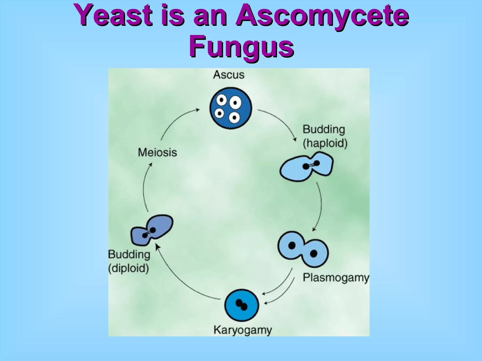 Yeast is an Ascomycete Fungus 