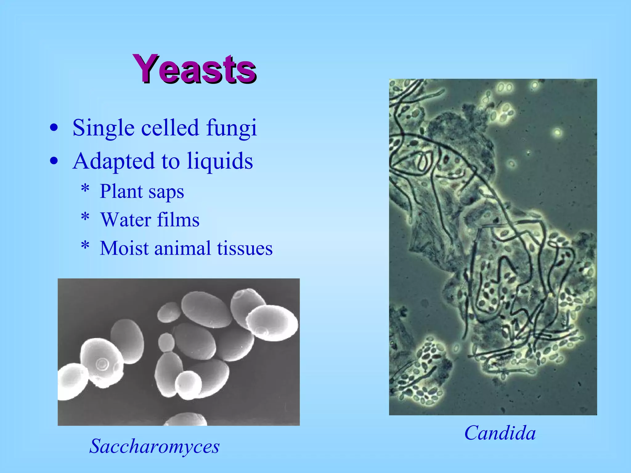 Yeasts Single celled fungi Adapted to liquids Plant saps Water films Moist animal tissues Candida Saccharomyces 