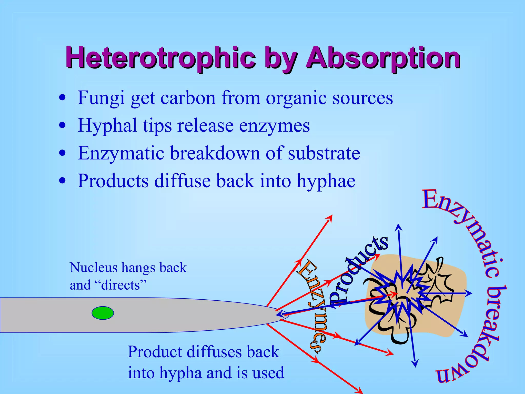 Heterotrophic by Absorption Fungi get carbon from organic sources Hyphal tips release enzymes Enzymatic breakdown of substrate Products diffuse back into hyphae Enzymes Enzymatic breakdown Products Product diffuses back into hypha and is used Nucleus hangs back and “directs” 