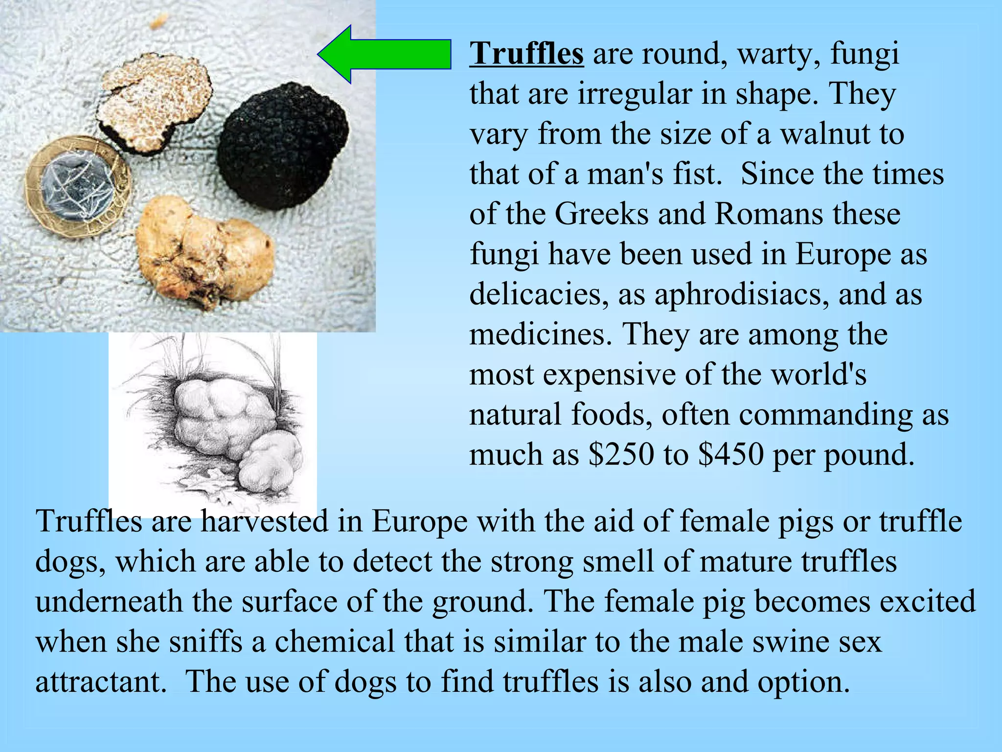 Truffles  are round, warty, fungi that are irregular in shape. They vary from the size of a walnut to that of a man's fist.  Since the times of the Greeks and Romans these fungi have been used in Europe as delicacies, as aphrodisiacs, and as medicines. They are among the most expensive of the world's natural foods, often commanding as much as $250 to $450 per pound.  Truffles are harvested in Europe with the aid of female pigs or truffle dogs, which are able to detect the strong smell of mature truffles underneath the surface of the ground. The female pig becomes excited when she sniffs a chemical that is similar to the male swine sex attractant.  The use of dogs to find truffles is also and option. 