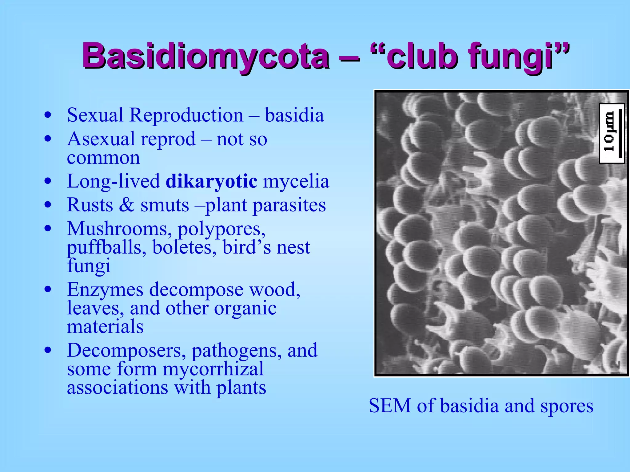 Basidiomycota – “club fungi” Sexual Reproduction – basidia Asexual reprod – not so common Long-lived  dikaryotic  mycelia Rusts & smuts –plant parasites Mushrooms, polypores, puffballs, boletes, bird’s nest fungi  Enzymes decompose wood, leaves, and other organic materials Decomposers, pathogens, and some form mycorrhizal associations with plants SEM of basidia and spores 