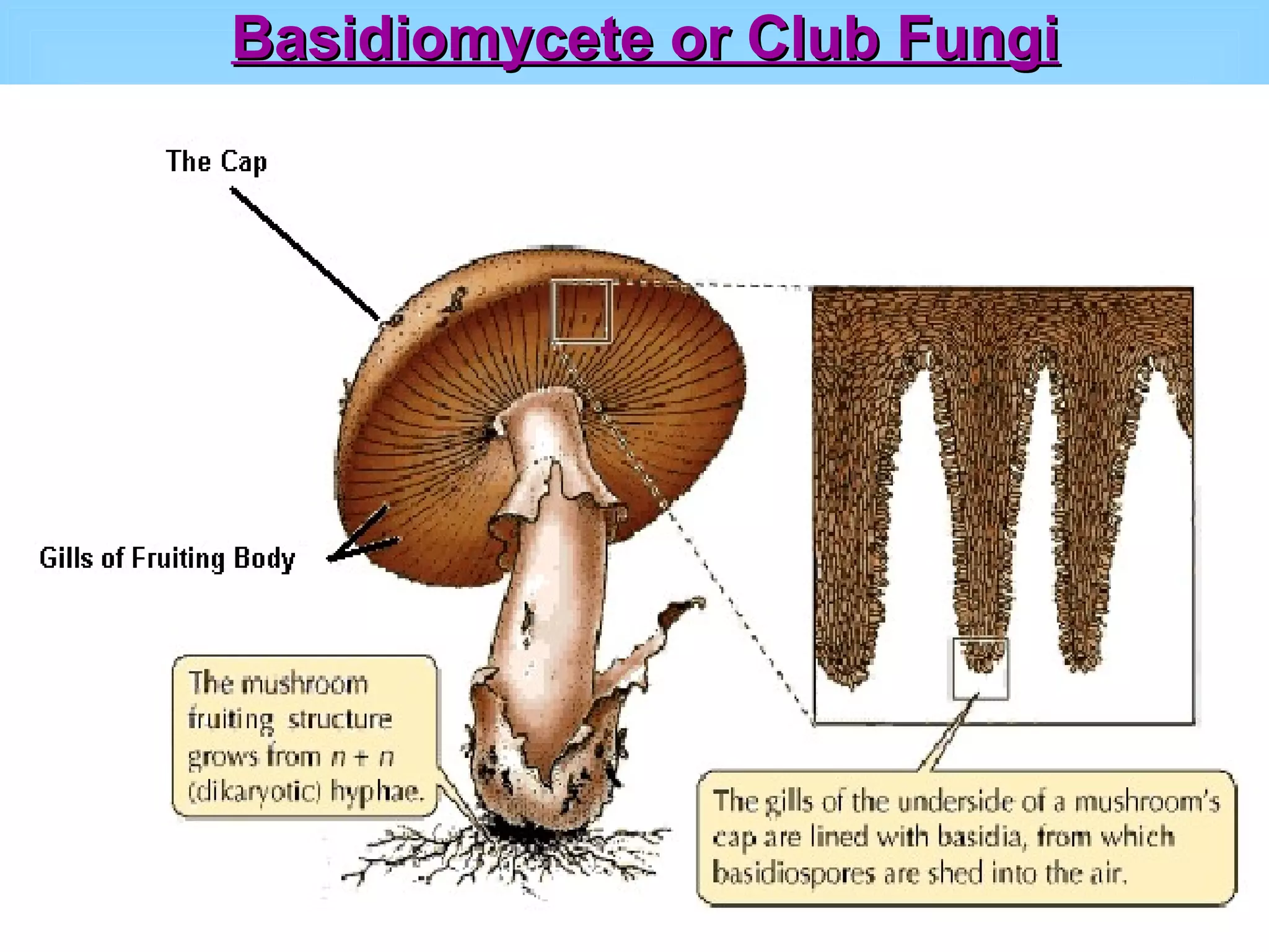 Basidiomycete or Club Fungi 