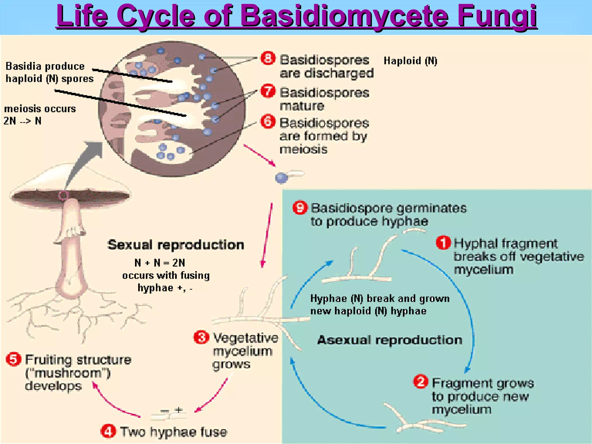 Life Cycle of Basidiomycete Fungi 
