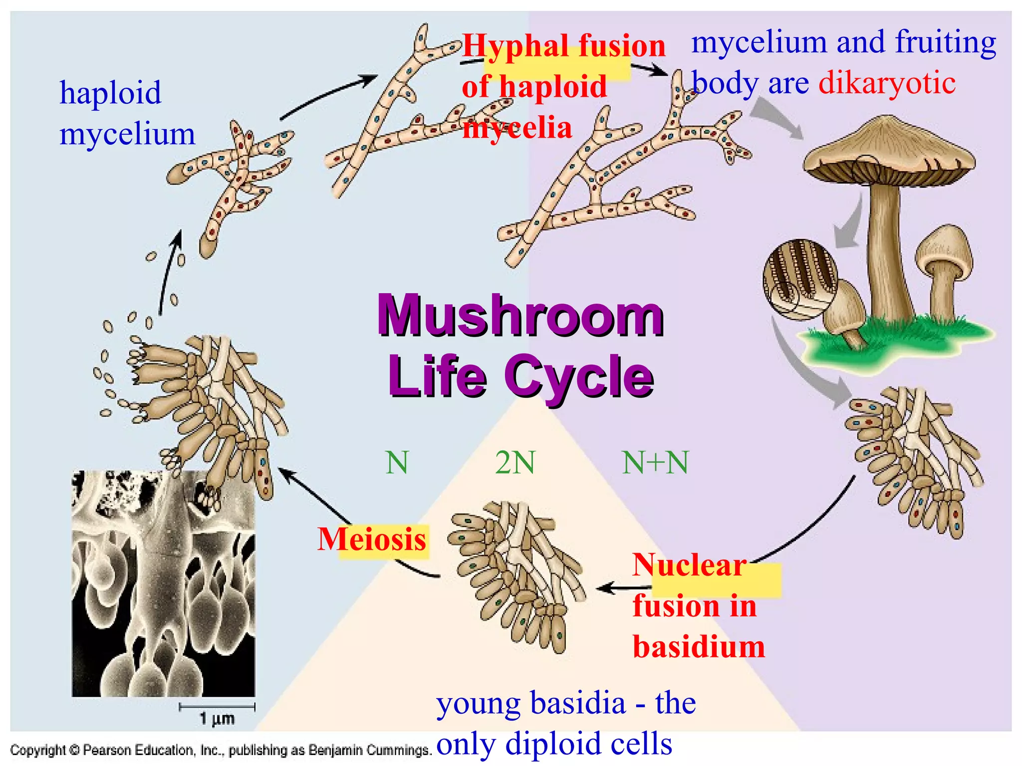 Mushroom Life Cycle Nuclear fusion in basidium Meiosis Hyphal fusion of haploid mycelia haploid mycelium young basidia - the only diploid cells mycelium and fruiting body are  dikaryotic N  2N  N+N 