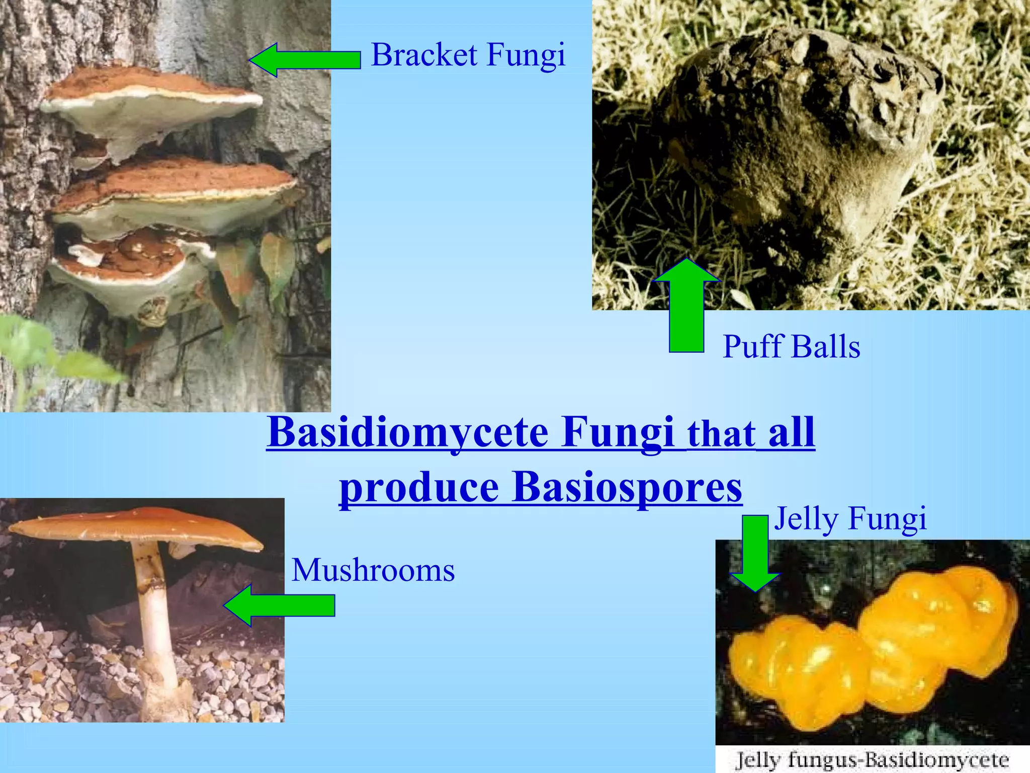 Bracket Fungi Puff Balls Mushrooms Jelly Fungi Basidiomycete Fungi  that  all produce Basiospores 