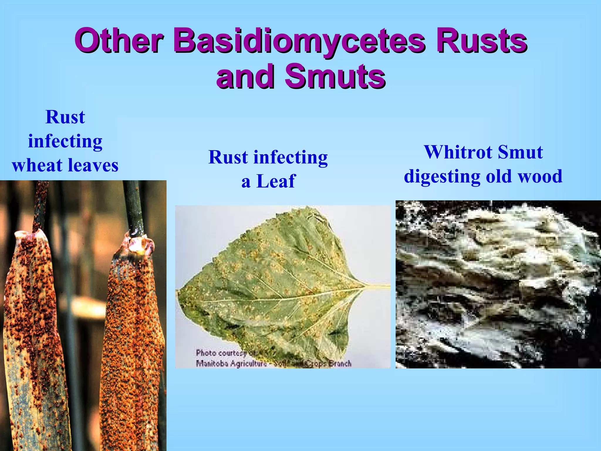 Other Basidiomycetes Rusts and Smuts Rust infecting wheat leaves Rust infecting a Leaf Whitrot Smut digesting old wood 