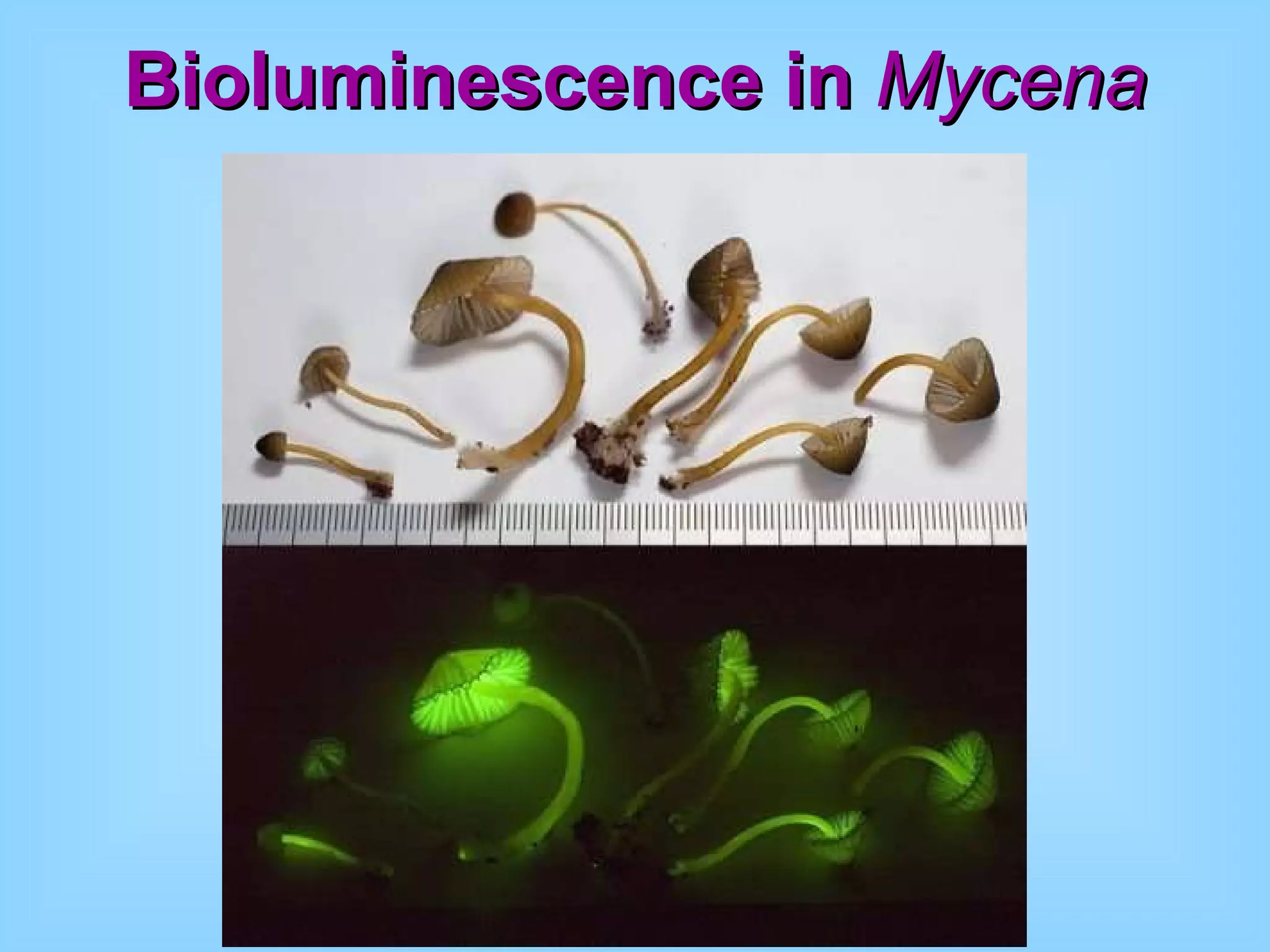 Bioluminescence in  Mycena 