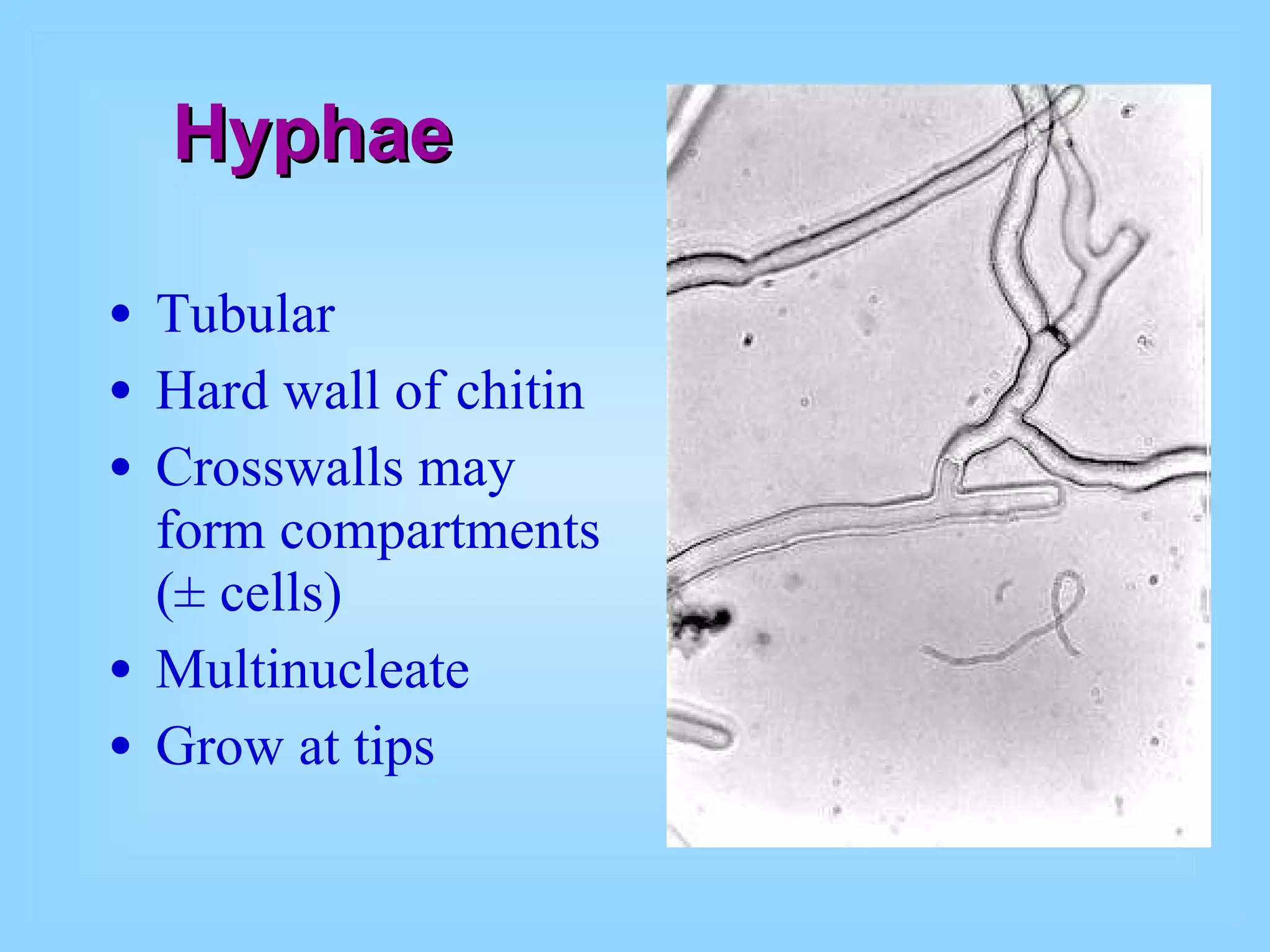 Hyphae Tubular Hard wall of chitin Crosswalls may form compartments ( ±  cells) Multinucleate Grow at tips 
