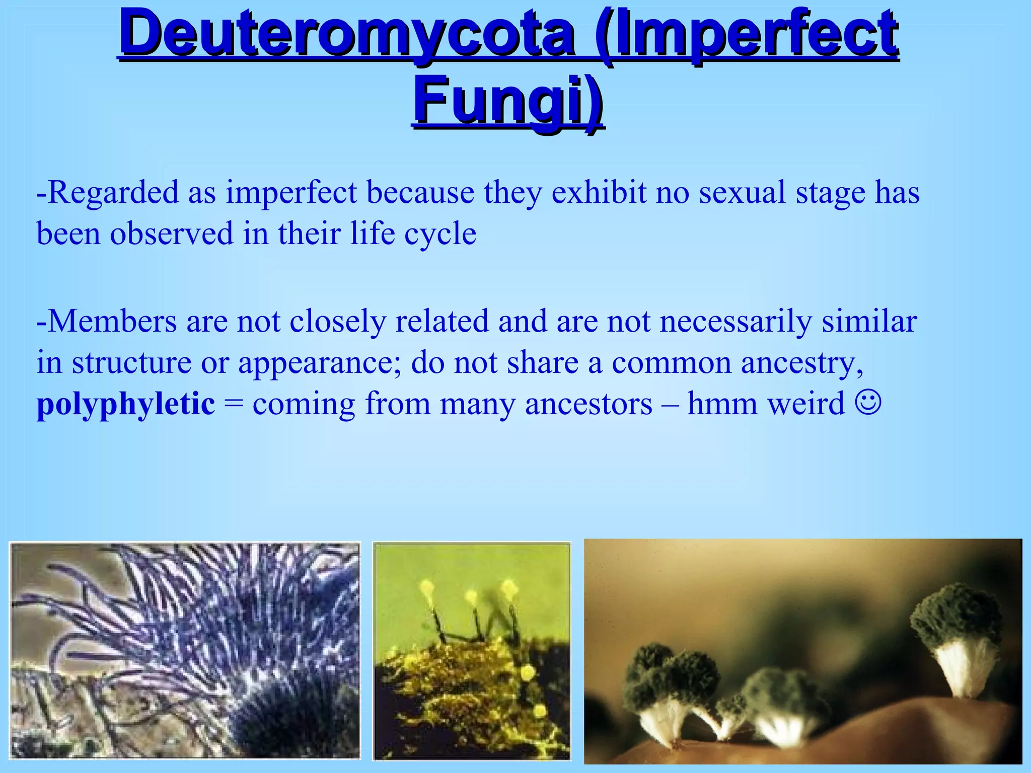 Deuteromycota (Imperfect Fungi) -Regarded as imperfect because they exhibit no sexual stage has been observed in their life cycle   -Members are not closely related and are not necessarily similar in structure or appearance; do not share a common ancestry,  polyphyletic  = coming from many ancestors – hmm weird   