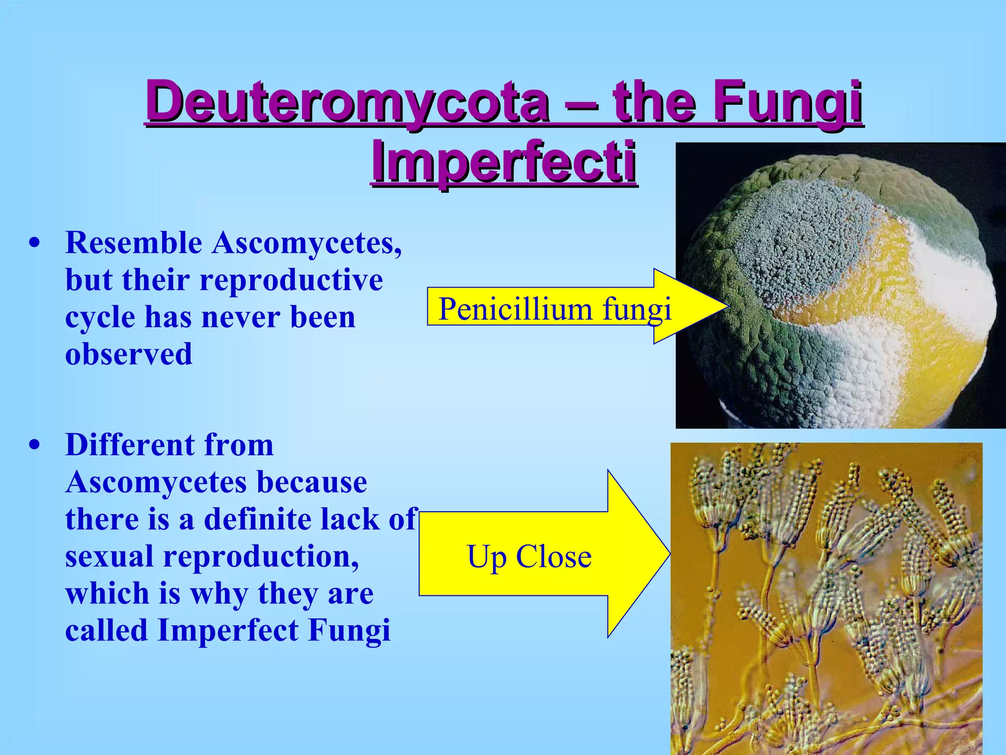 Deuteromycota – the Fungi Imperfecti Resemble Ascomycetes, but their reproductive cycle has never been observed Different from Ascomycetes because there is a definite lack of sexual reproduction, which is why they are called Imperfect Fungi Penicillium fungi  Up Close 