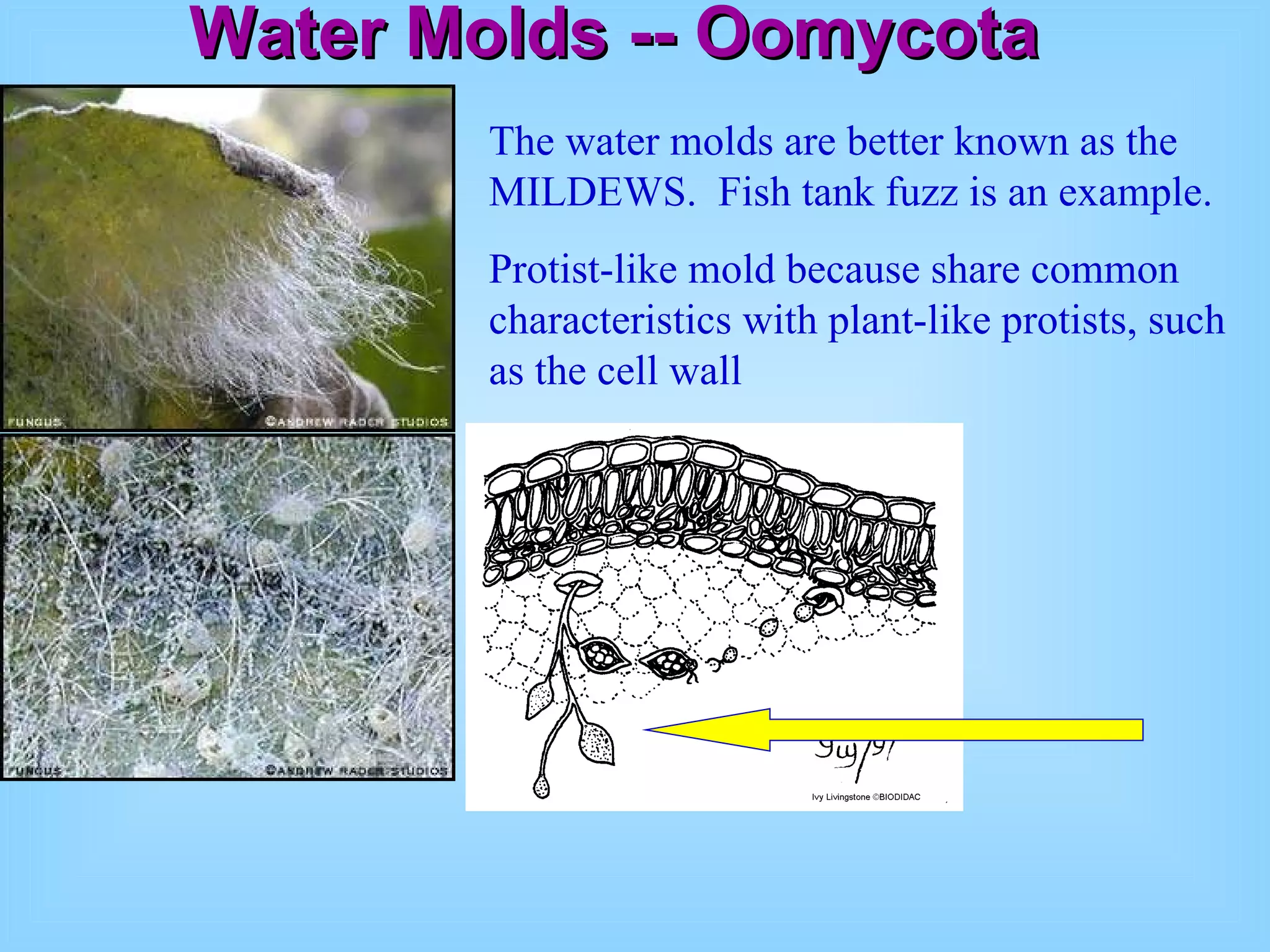 Water Molds -- Oomycota The water molds are better known as the MILDEWS.  Fish tank fuzz is an example. Protist-like mold because share common characteristics with plant-like protists, such as the cell wall 