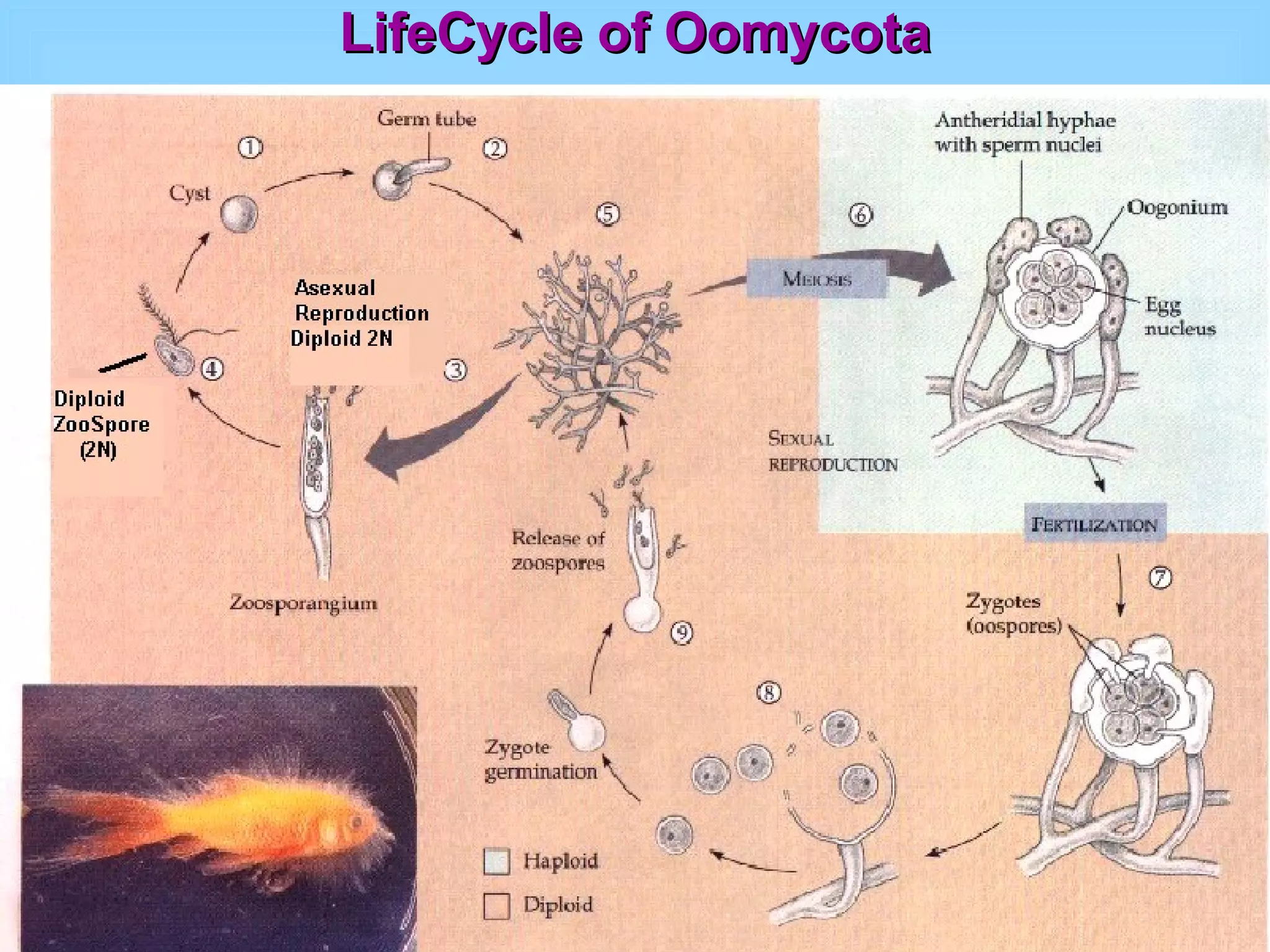 LifeCycle of Oomycota 