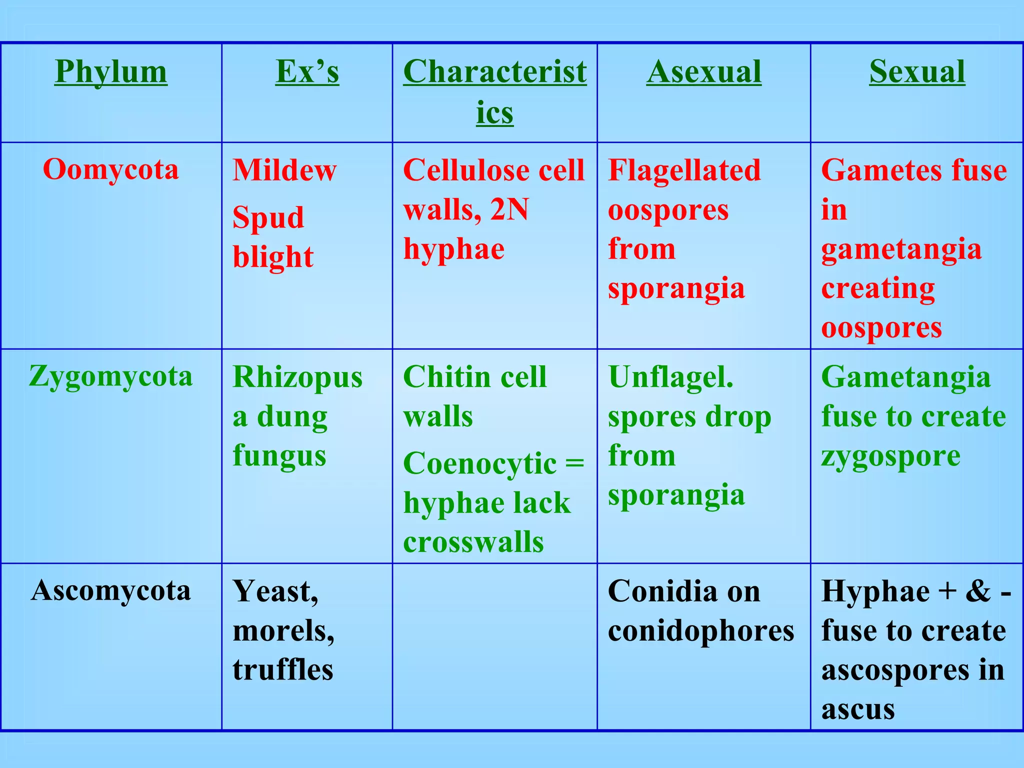 Phylum Ex’s Characteristics Asexual Sexual Oomycota Mildew Spud blight Cellulose cell walls, 2N hyphae Flagellated oospores from sporangia Gametes fuse in gametangia creating oospores Zygomycota Rhizopus a dung fungus Chitin cell walls Coenocytic = hyphae lack crosswalls Unflagel. spores drop from sporangia Gametangia fuse to create zygospore Ascomycota Yeast, morels, truffles Conidia on conidophores Hyphae + & - fuse to create ascospores in ascus 