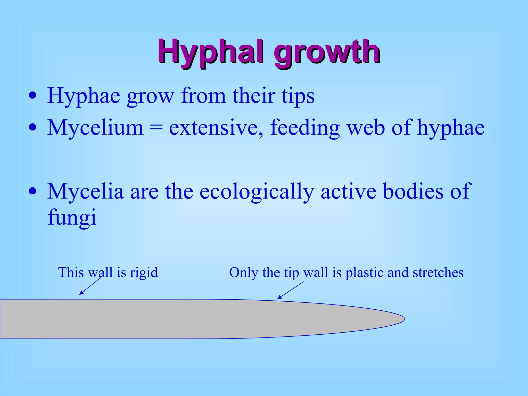 Hyphal growth Hyphae grow from their tips Mycelium = extensive, feeding web of hyphae Mycelia are the ecologically active bodies of fungi This wall is rigid Only the tip wall is plastic and stretches 