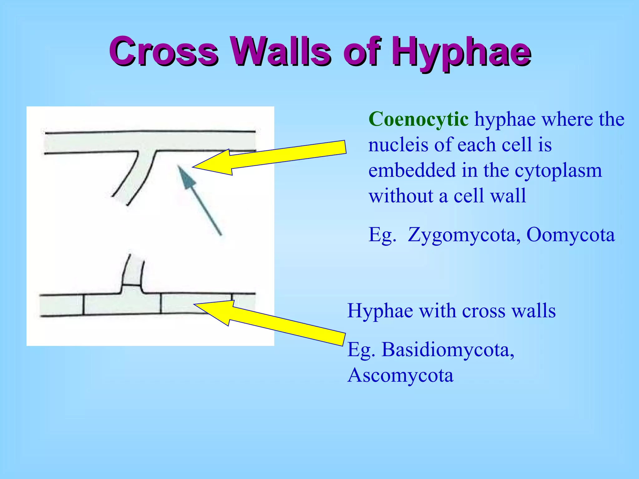 Cross Walls of Hyphae Coenocytic  hyphae where the nucleis of each cell is embedded in the cytoplasm without a cell wall Eg.  Zygomycota, Oomycota Hyphae with cross walls Eg. Basidiomycota, Ascomycota                                     coenocytic     having multiple nuclei embedded in cytoplasm without cross walls; nonseptate  
