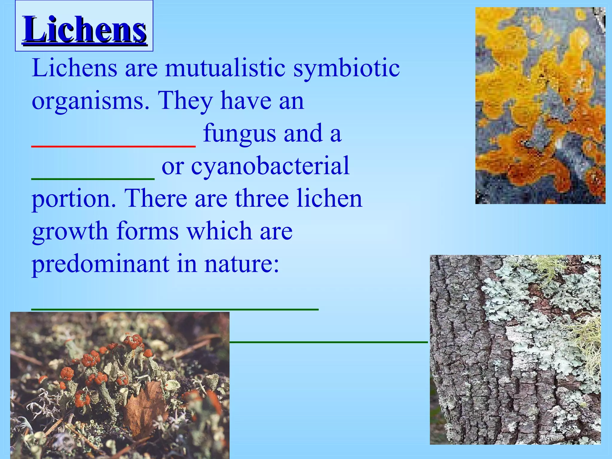 Lichens are mutualistic symbiotic organisms. They have an  ____________  fungus and a  _________  or cyanobacterial portion. There are three lichen growth forms which are predominant in nature:  _____________________ _____________________________ Lichens   