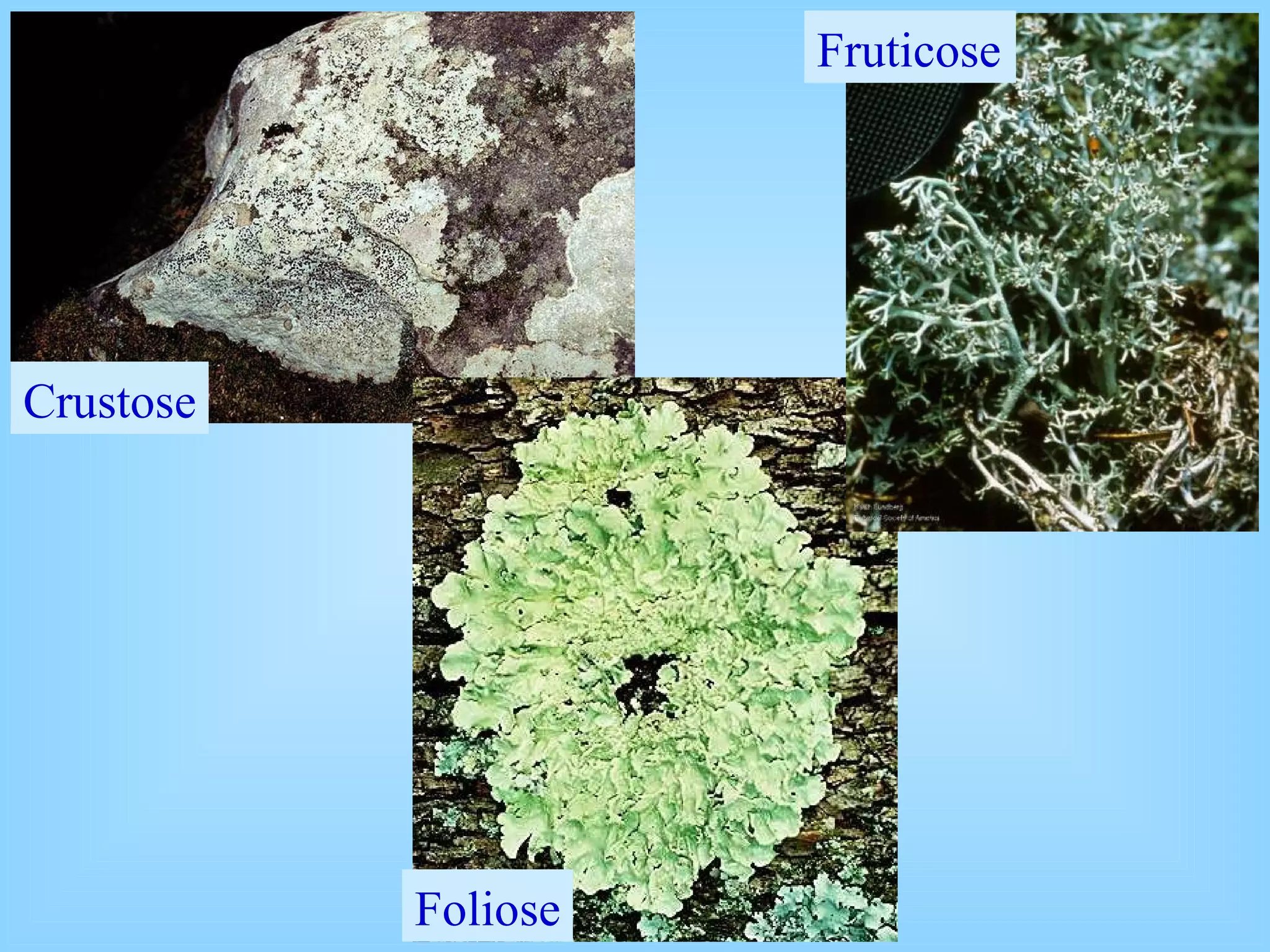 Crustose Foliose Fruticose  