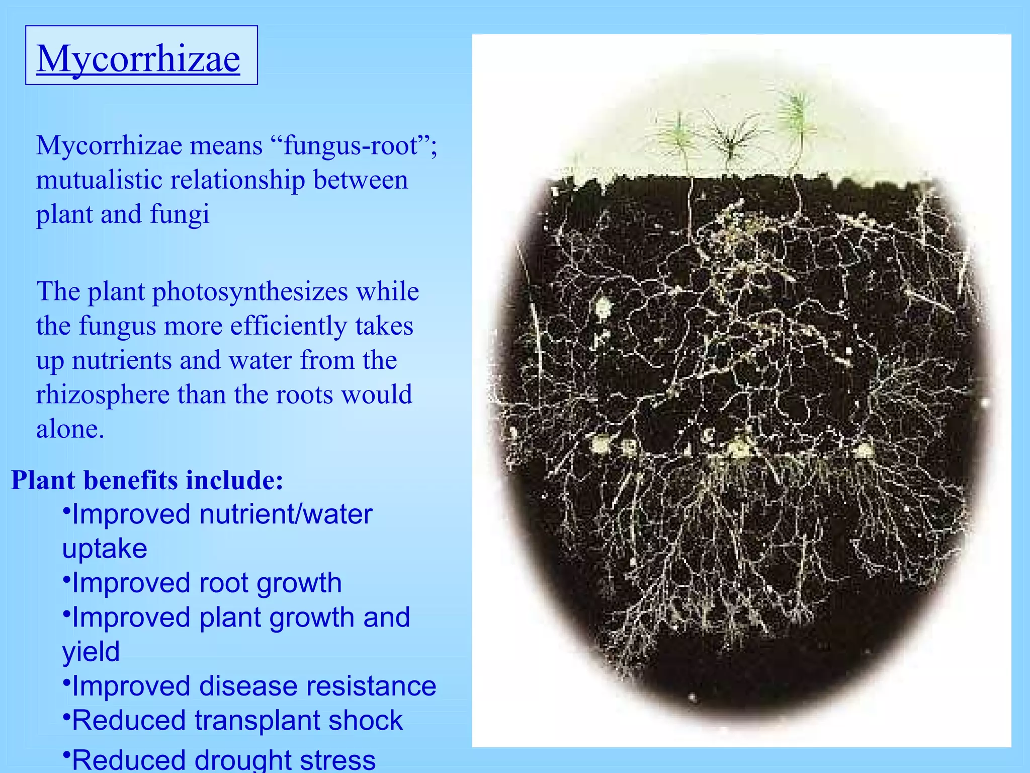 Mycorrhizae   Mycorrhizae means “fungus-root”; mutualistic relationship between plant and fungi   The plant photosynthesizes while the fungus more efficiently takes up nutrients and water from the rhizosphere than the roots would alone.   Plant benefits include: Improved nutrient/water uptake   Improved root growth   Improved plant growth and yield   Improved disease resistance   Reduced transplant shock   Reduced drought stress   