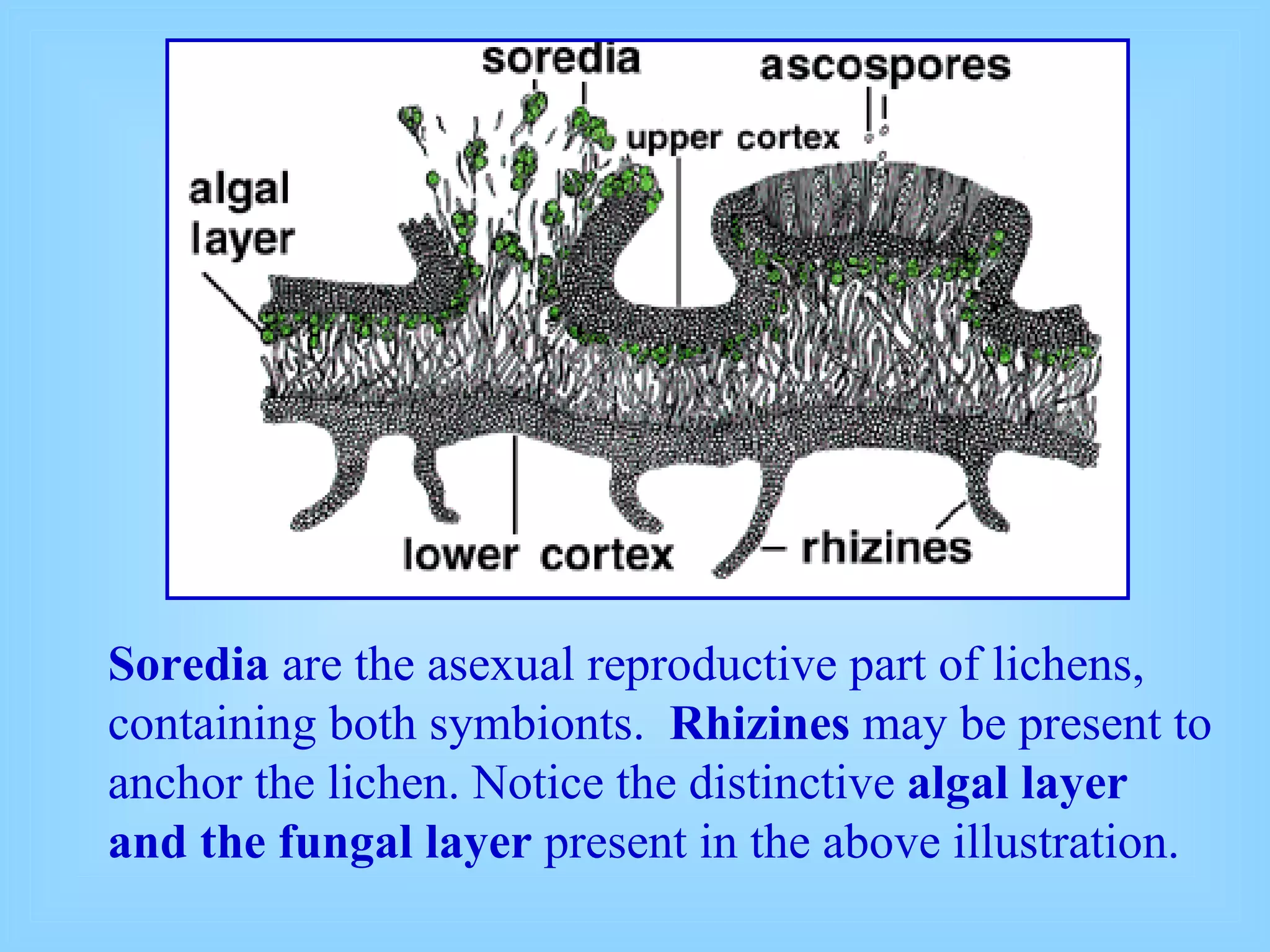 Soredia  are the asexual reproductive part of lichens, containing both symbionts.  Rhizines  may be present to anchor the lichen. Notice the distinctive  algal layer and the fungal layer  present in the above illustration. 