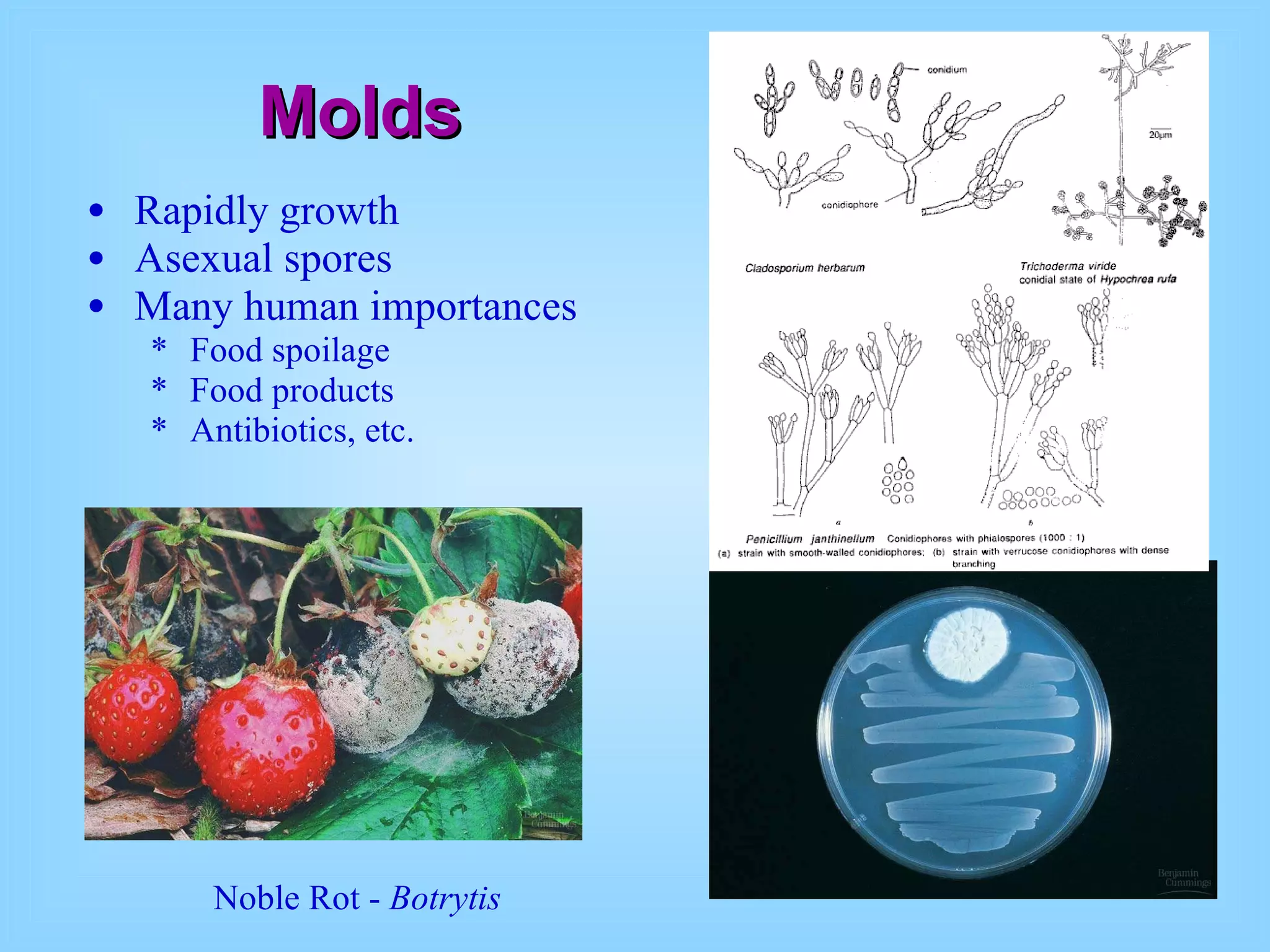 Molds Rapidly growth Asexual spores Many human importances Food spoilage Food products Antibiotics, etc. Noble Rot -  Botrytis 