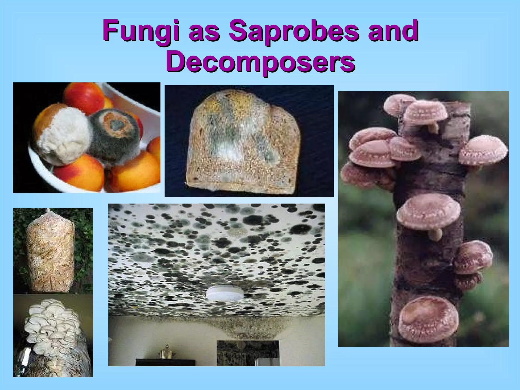 Fungi as Saprobes and Decomposers 
