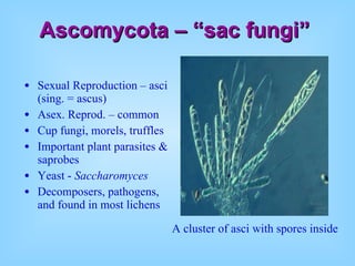 Intro to fungi | PPT
