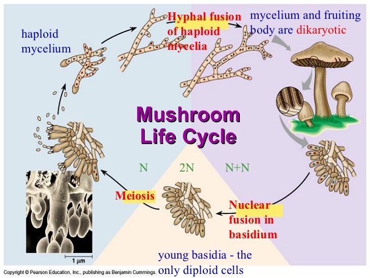 Intro to fungi mushroom basidia diagram 