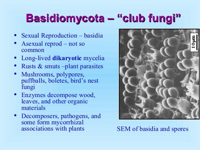 Intro To Fungi Presentation Intro To Fungi Presentation