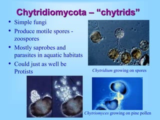 Introduction to fungi | PPT
