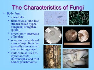 Introduction To Fungi