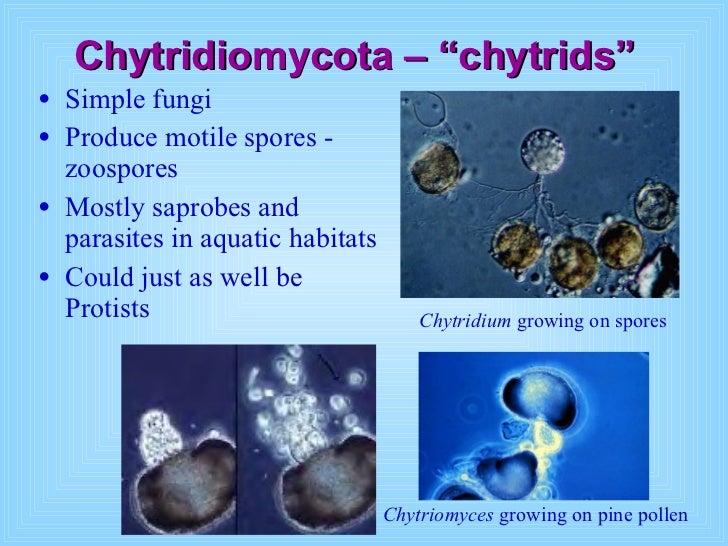 Intro to fungi_presentation fall 2008