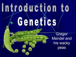 Gregor
Mendel and
his wacky
peas
 