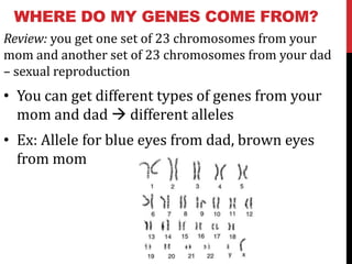 WHERE DO MY GENES COME FROM?
Review: you get one set of 23 chromosomes from your
mom and another set of 23 chromosomes from your dad
– sexual reproduction
• You can get different types of genes from your
  mom and dad  different alleles
• Ex: Allele for blue eyes from dad, brown eyes
  from mom
 