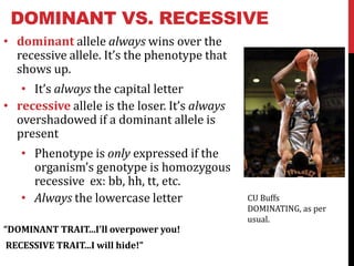 DOMINANT VS. RECESSIVE
• dominant allele always wins over the
  recessive allele. It’s the phenotype that
  shows up.
   • It’s always the capital letter
• recessive allele is the loser. It’s always
  overshadowed if a dominant allele is
  present
   • Phenotype is only expressed if the
     organism’s genotype is homozygous
     recessive ex: bb, hh, tt, etc.
   • Always the lowercase letter               CU Buffs
                                               DOMINATING, as per
                                               usual.
“DOMINANT TRAIT...I'll overpower you!
RECESSIVE TRAIT...I will hide!”
 