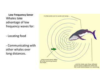 Low Frequency Sonar
Whales take
advantage of low
frequency waves for:
- Locating food
- Communicating with
other whales over
long distances.
 