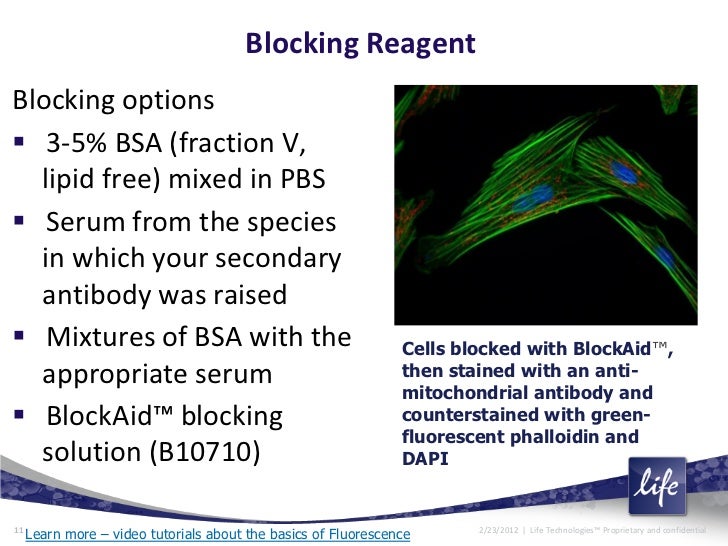An Introduction To Immunofluorescent Staining Of Cultured Cells