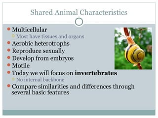 Shared Animal Characteristics
Multicellular
 Most have tissues and organs
Aerobic heterotrophs
Reproduce sexually
Develop from embryos
Motile
Today we will focus on invertebrates
 No internal backbone
Compare similarities and differences through
several basic features
 