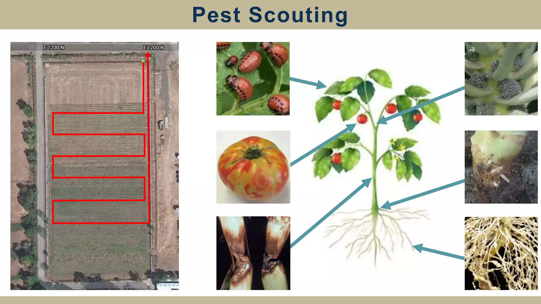 Pest Scouting
 