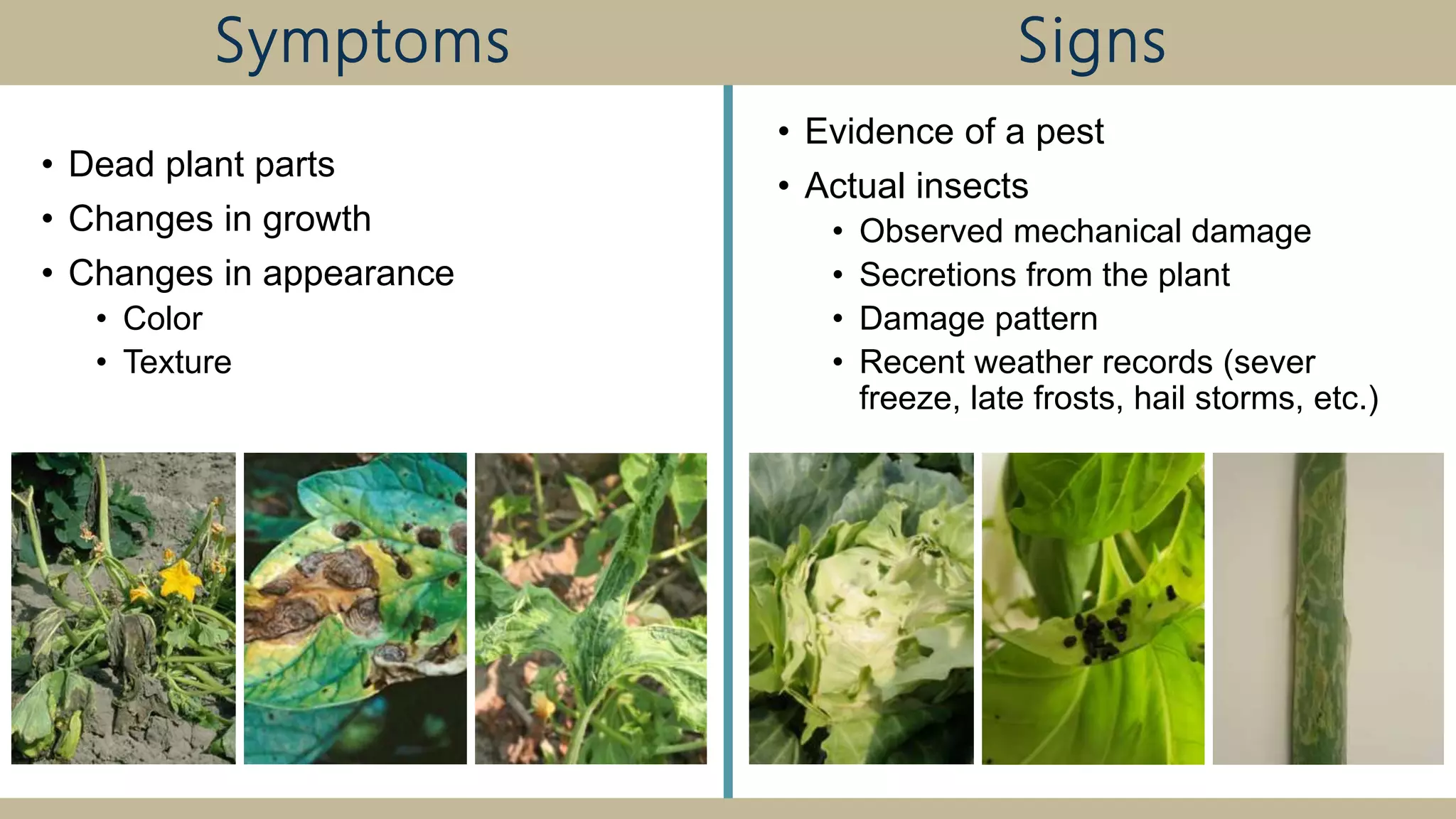 • Dead plant parts
• Changes in growth
• Changes in appearance
• Color
• Texture
• Evidence of a pest
• Actual insects
• Observed mechanical damage
• Secretions from the plant
• Damage pattern
• Recent weather records (sever
freeze, late frosts, hail storms, etc.)
Symptoms Signs
 