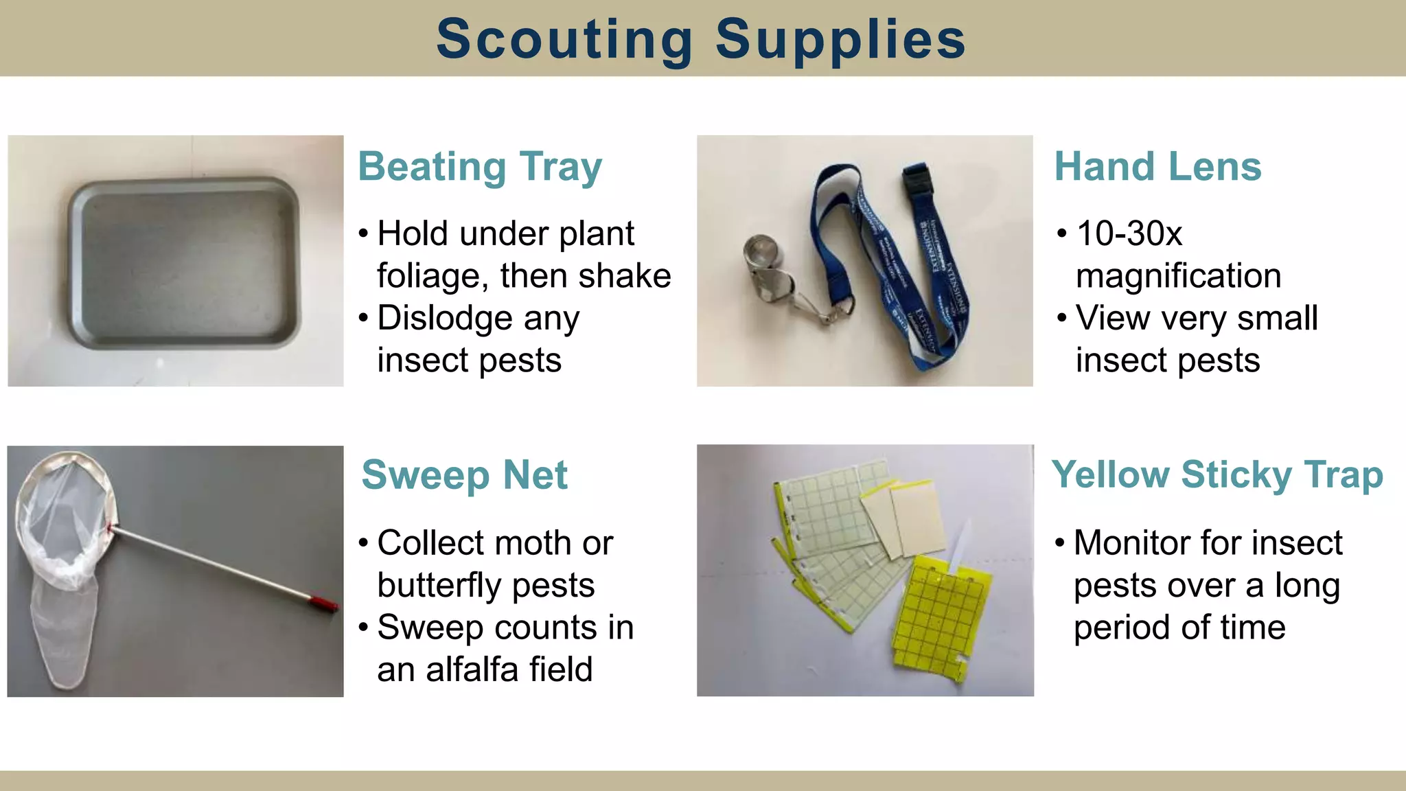 Scouting Supplies
• Hold under plant
foliage, then shake
• Dislodge any
insect pests
• Collect moth or
butterfly pests
• Sweep counts in
an alfalfa field
• Monitor for insect
pests over a long
period of time
• 10-30x
magnification
• View very small
insect pests
Beating Tray
Sweep Net
Hand Lens
Yellow Sticky Trap
 