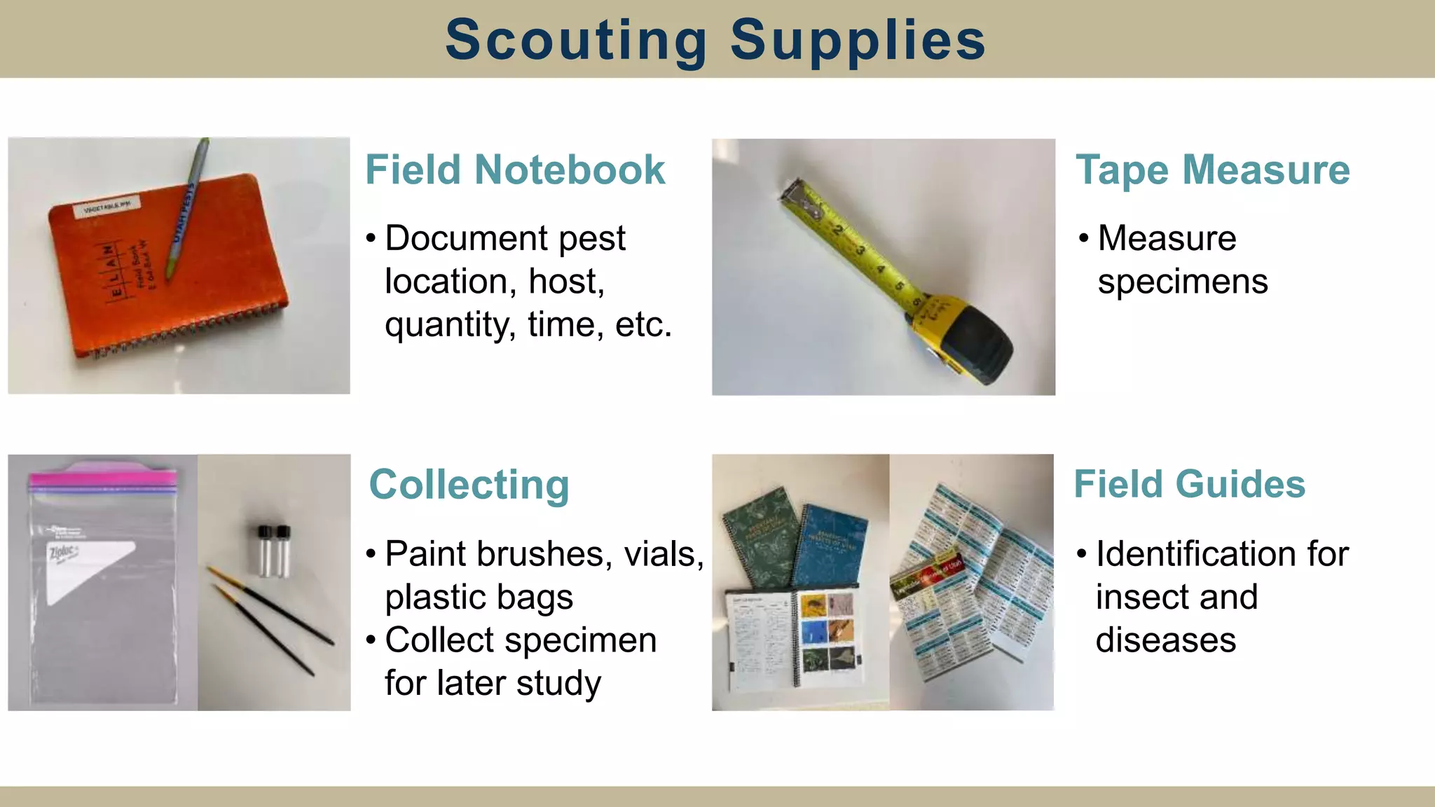 Scouting Supplies
• Document pest
location, host,
quantity, time, etc.
• Paint brushes, vials,
plastic bags
• Collect specimen
for later study
• Identification for
insect and
diseases
• Measure
specimens
Field Notebook
Collecting
Tape Measure
Field Guides
 