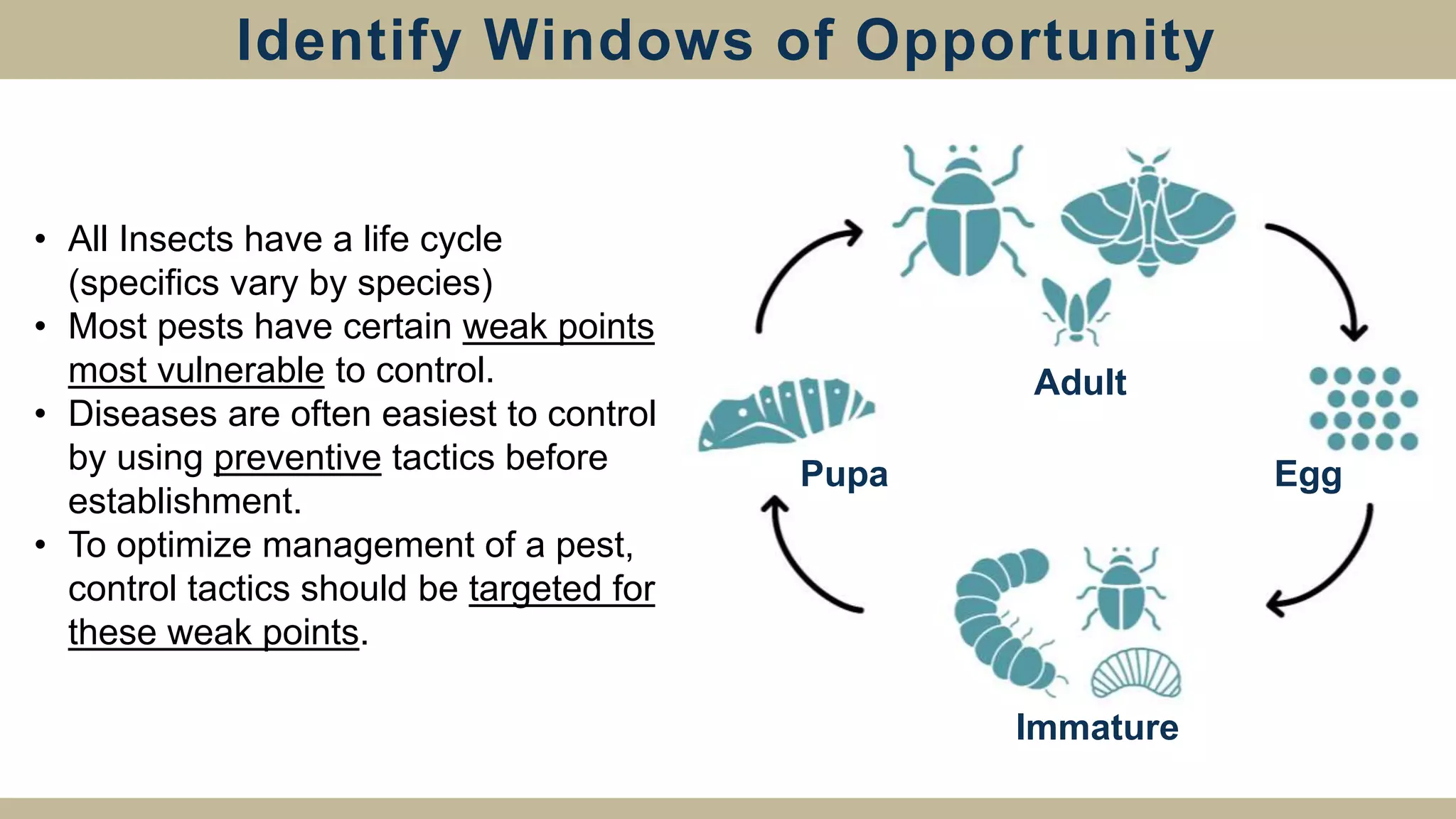 Adult
Immature
Pupa Egg
Identify Windows of Opportunity
• All Insects have a life cycle
(specifics vary by species)
• Most pests have certain weak points
most vulnerable to control.
• Diseases are often easiest to control
by using preventive tactics before
establishment.
• To optimize management of a pest,
control tactics should be targeted for
these weak points.
 