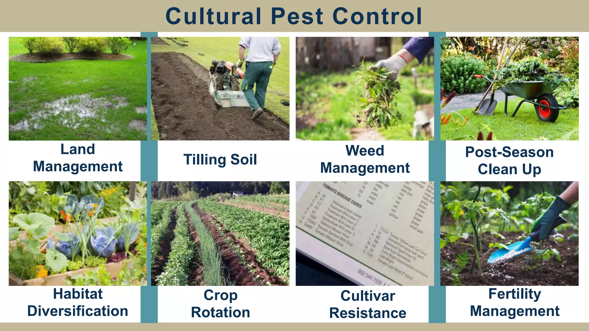 Cultural Pest Control
Land
Management Tilling Soil
Weed
Management
Post-Season
Clean Up
Habitat
Diversification
Crop
Rotation
Cultivar
Resistance
Fertility
Management
 