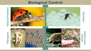 Intro to Integrated Pest Management | PPTX