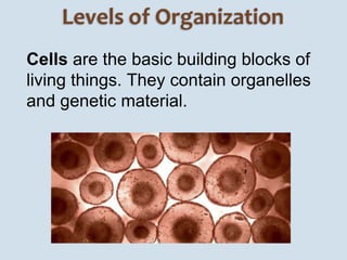 Intro to life - Biology | PPTX